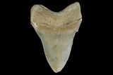 Serrated, Fossil Megalodon Tooth - Aurora, North Carolina #179727-1